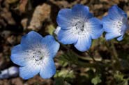 Nemophila_menz