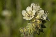 Phacelia_cicut