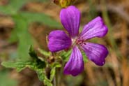 Geranium_mexic