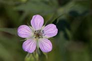 Geranium_rich