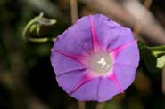 Ipomoea_purp