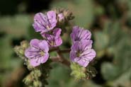 Phacelia_cren