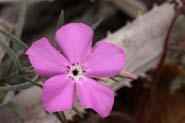 Phlox_triov