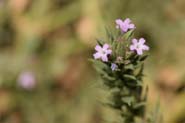 Verbena_bract