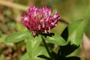 Trifolium_pra