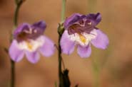 Penstemon_linar