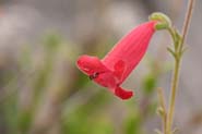 Penstemon_bacch