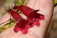 Penstemon_kunth