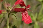 Stachys_cocci