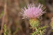 Cirsium_ochro