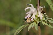 Monarda_aust