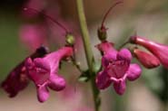 Penstemon_pseud