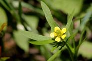 Ranunculus_inae