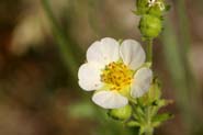 Potentilla_glan