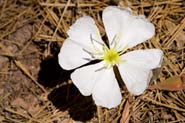 Oenothera_cae-cae