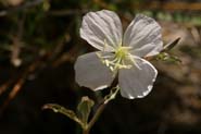 Oenothera_kunth