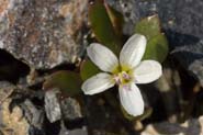 Claytonia_nev