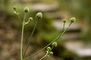 Eryngium_longif