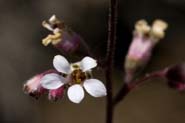 Heuchera_brevist