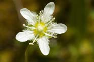 Parnassia_fimb