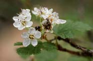 Physocarpus_mon