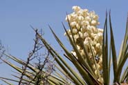 Yucca_trec