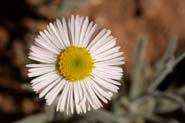 Erigeron_tra