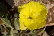 Oenothera_bra