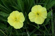 Oenothera_fla