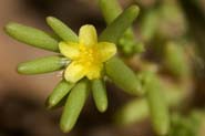 Portulaca_halim