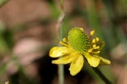 Ranunculus_cymb