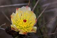 Cylindropuntia_tes