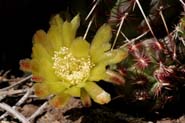 Echinocereus_vir-vir