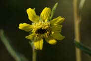 Helianthella_parr