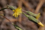 Hieracium_fend