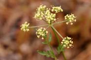 Pseudocymopterus_lon