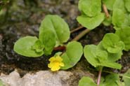 Mimulus_glab