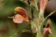 Pedicularis_proc