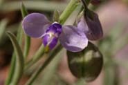 Polygala_barb