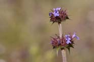 Salvia_columb