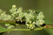 Chenopodium_alb