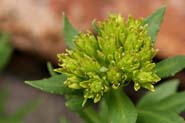 Rhodiola_int-neo