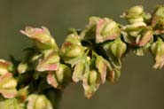 Rumex_triang