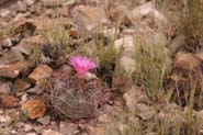 Echinocactus_hor