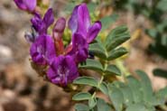 Astragalus_lent