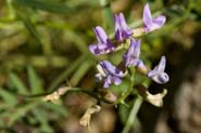 Astragalus_neom