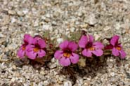 Mimulus_nanus