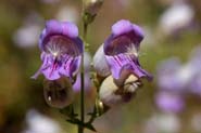 Penstemon_gri-scr