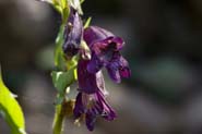 Penstemon_whipp