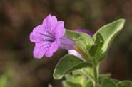 Ruellia_cal